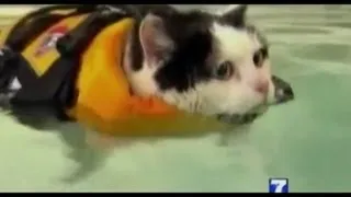 News Anchor Cracks Up On Swimming Cat Piece