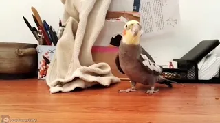 bird sings a tune