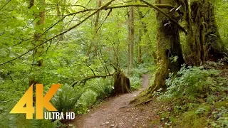 4K Forest Walk Accompanied by Bird Singing - Coal Creek Natural Area, Newcastle, WA State