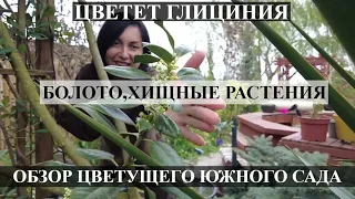 Цветущий южный сад / БОЛОТО / КАК ЦВЕТЕТ ГЛИЦИНИЯ / Обзор сада /САД ПРОСЫПАЕТСЯ