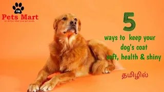 5 ways to keep your dog's skin coat soft, healthy &  shiny | Tamil | VM Pets Mart 🐾