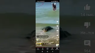 в Анапе на городском пляже крокодил убийца. купание запрещено! сюрпризы Черного моря