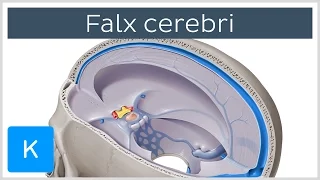 Falx cerebri (Falx Cerebri) - Human Anatomy | Kenhub