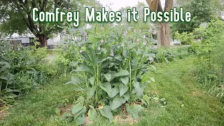 Obligatory & Helpful Comfrey Video...Growing, Management, and Benefits