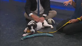News 13 Pet Adoption Option: Rocco