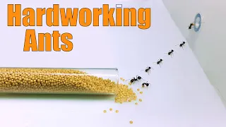 Ants vs Seeds - time lapse #greentimelapse #gtl #timelapse