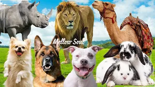 Sounds of wildlife animals, familiar animals: rhinoceros, lion, camel, dog, rabbit