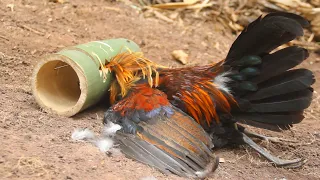 create amazing bamboo trap like a month to catch wild chicken in the forest