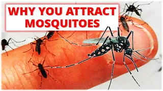 ARE YOU A MOSQUITO MAGNET?| Why do you attract mosquitoes?