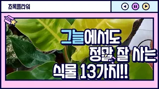 그늘에서도 정말 잘 자라는 식물 13가지종 / 13 kinds of plants that grow really well in the shade.