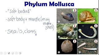 Invertebrate Biology: Mollusks (Snails, Slugs, Scallops, and Squids)