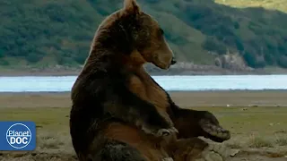 Do you want to meet the Giant Bears of Alaska? Here you can discover more (FULL DOCUMENTARY)