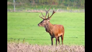 Hirschbrunft  in Deutschland - Red deer rutting