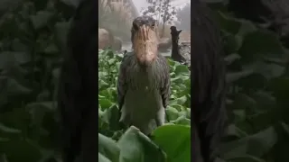 Bird staring meme (shoebill)