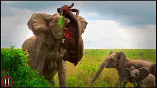 10 Rogue Elephants on a Rampage: They'll Stop at Nothing!