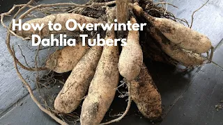 How to Overwinter Dahlia Tubers // How to Dig and Store Dahlia Tubers