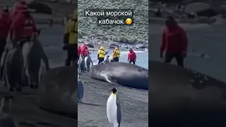Тюлень или морской слон
