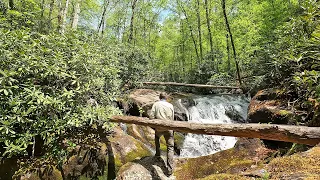 A majestic stream full of waterfalls and wild trout!