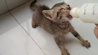 Hungry Rescue Orphan Kitten Trying To Jump Out Of His Box - How Someone Can Dump Such Innocent Soul