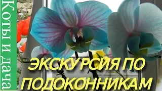 ЭКСКУРСИЯ ПО ПОДОКОННИКУ** Мои комнатные цветы и растения** ЦВЕТЫ НА ПОДОКОННИКЕ1** СЕНСАЦИЯ**