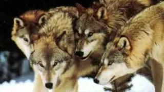 Wolf Medicine Native American Flute   Blues Mama Original.wmv