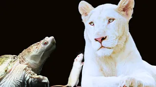 Are These the rarest ALBINO Animals on Earth?