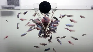 I got a lot of Baby betta fish  [ FISH GROWTH ]