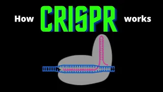 USMLE Step 1 - Lesson 26 - CRISPR Cas9