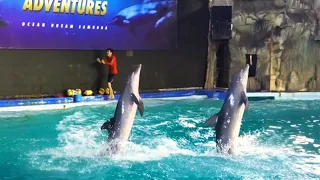 PERTUNJUKAN LUMBA LUMBA di ANCOL TERBARU 2022 | DOLPHIN SHOW at ANCOL JAKARTA 2022