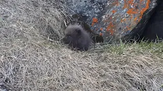 Fox cubs emerge from their den