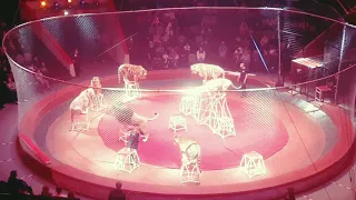 2021 год. Казань. Big Cat show. Ростислав Гаврилив