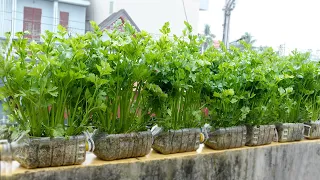 Growing Celery Doesn't Cost Anything, Extremely Simple With Just Plastic Bottles