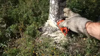 How big tree collapse by Echo motor saw