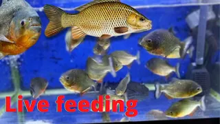 piranha fish live feeding