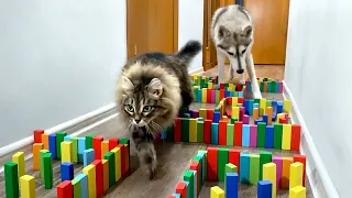 No One Will Pass Here! Dogs and Cats Overcome the Maze