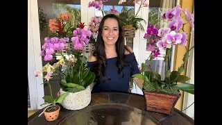 How to Care for Your Phalaenopsis Orchid | Orchid Care for Beginners | Orchid Diva