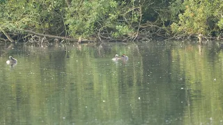 Grebes at over 100 yards. [Experimental]