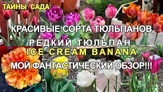 Тюльпаны в моём саду. Редкий тюльпан АЙС КРИМ БАНАНА. Обзор, сорта и названия тюльпанов 2021 года.