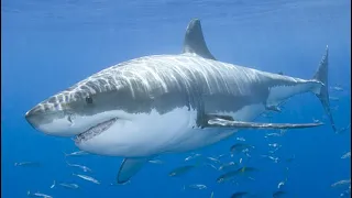 SeaWorld Shark 🦈 Encounter full walk thru.