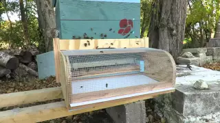 Anti-hornet muzzle on bee hive