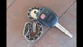 Killer baby Puff Adder