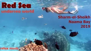 Снорклинг в Красном море, бухта Наама, Шарм-Эль-Шейх, Египет.