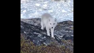 curious fox#cute animals show