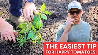 Tomatoes Love This ONE SIMPLE TRICK!
