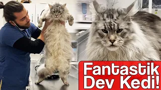 Fantastic Giant Cat Maine Coon! #TheVet