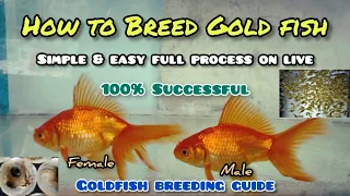 How to breed Gold fish | LIVE AQUARIUM