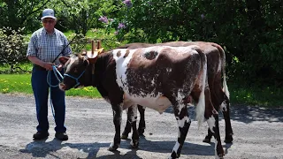 A special video from Windermere Farms. Percherons, oxen, and family.