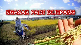 PANEN PADI DI JEPANG #jepangvlog