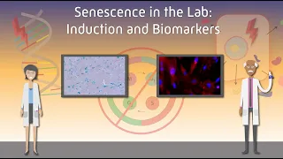 Senescence in the Lab: Induction and Biomarkers