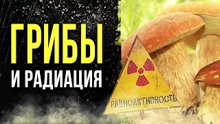 ☢ Радиоактивные грибы! [Олег Айзон]